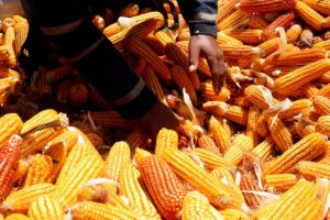  Bulog Mulai Menjual Jagung ke Pabrikan