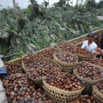  PETANI SALAK Turi Minta Fasilitasi Pemkab Sleman