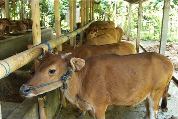  Pemda & Swasta Harus Bergerak untuk Kembangkan Daging Sapi Bali