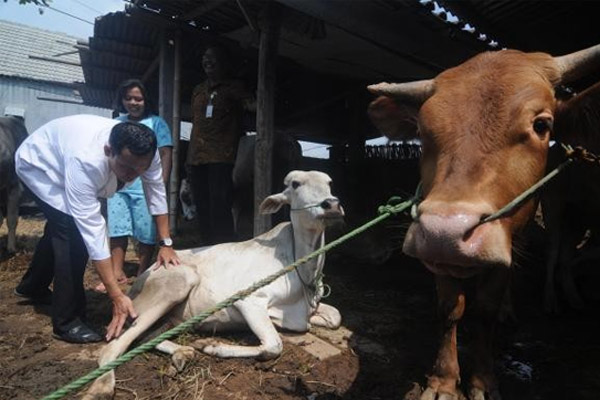  Pemkab Purbalingga Siapkan Pemeriksaan Hewan Kurban