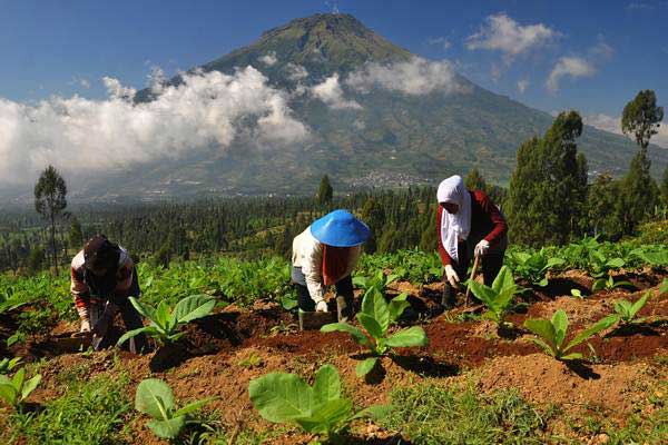  DAMPAK ANOMALI CUACA : Produksi Tembakau Hanya 80%