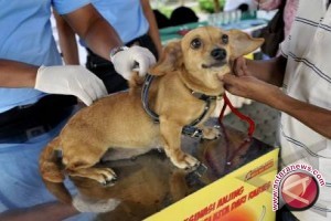  Pemkot Denpasar Lakukan Penyisiran Vaksinasi Rabies