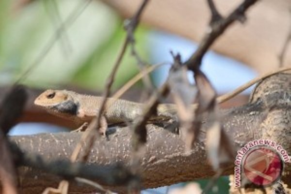  Aparat di Gilimanuk Mengamankan Upaya Penyelundupan Reptil