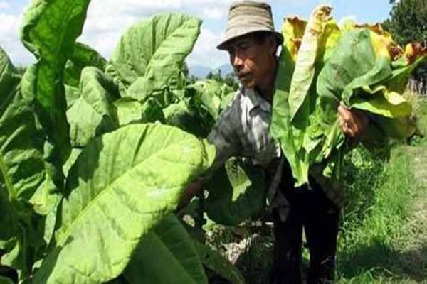  Petani Tembakau Minta DBHCHT Dialokasikan untuk Asuransi