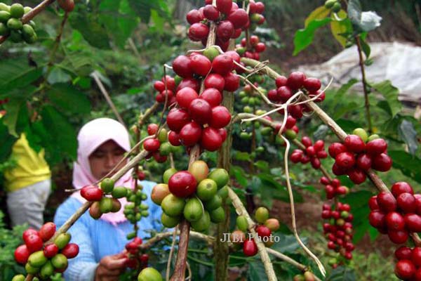  Lumajang Kembangkan Kopi Robusta di Lereng Gunung Semeru