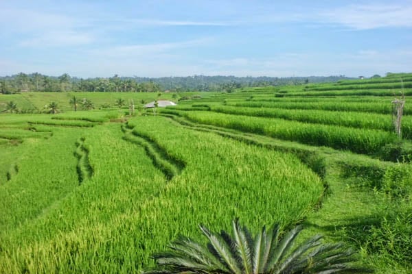  Pemprov Bali Gelontorkan Rp404,8 Miliar untuk Desa Pakraman & Subak