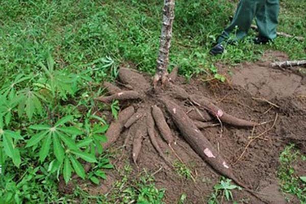  Perusda Bali Dorong Peningkatan Produksi Singkong