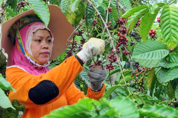  Panen Kopi Robusta di Kebun Getas