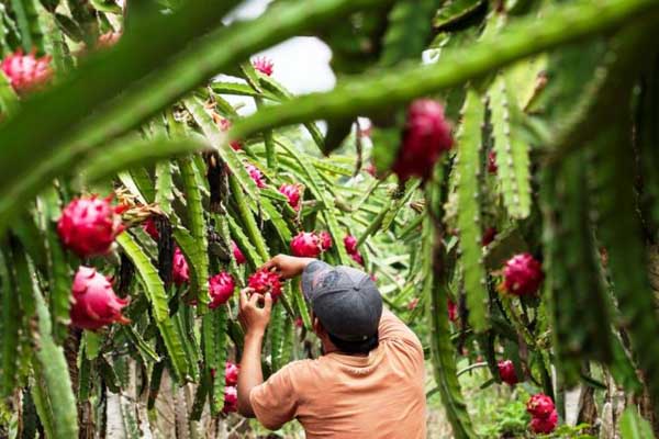  Kulon Progo Akan Kembangkan Pusat Agro Techno Park di Wijimulyo