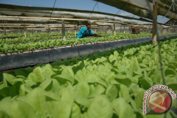  Pasokan Terbatas, Harga Bibit Tembakau di Probolinggo Mahal