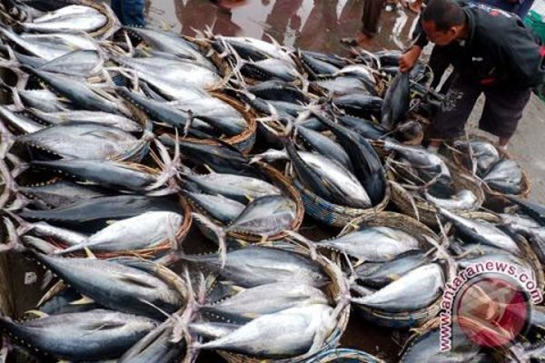  Ikan Tuna & Filet Ikan Menopang Penjualan Dharma Samudera