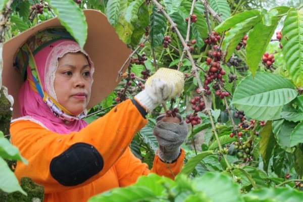  KOMODITAS PERKEBUNAN, PTPN IX Bidik Produksi Robusta 2.000 Ton