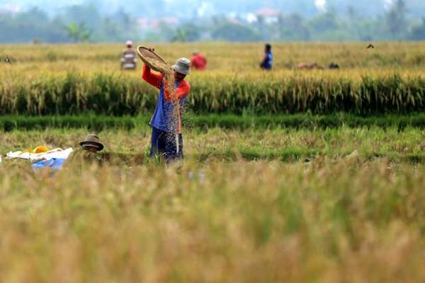  Produksi Padi Sumut, Dua Kabupaten Tembus Target Tanam