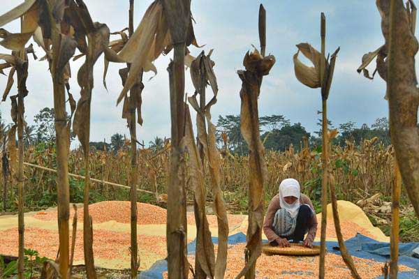  AREAL TANAM JAGUNG : Pemerintah Siapkan Bantuan Pupuk dan Benih
