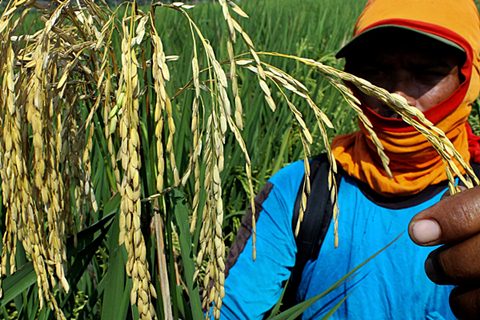  ASURANSI USAHA TANI PADI : Jasindo Cover 400.000 Ha lahan