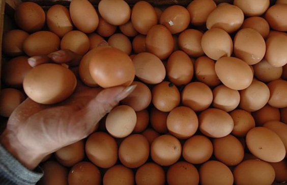  Harga Telur Ayam di Bojonegoro Rp22.000/Kilogram