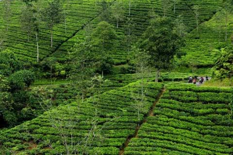  LIPI Buru Tanaman Untuk Kebun Raya Jembrana