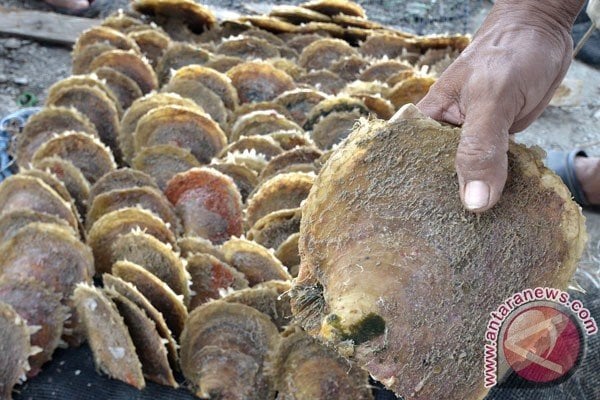  Balai Perikanan Budi Daya Laut Lombok Lepas 15.000 Kerang Mutiara