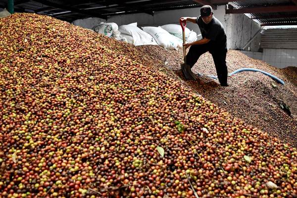  Proses Pengolahan Buah Kopi Ekspor