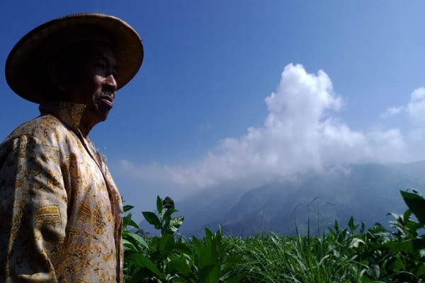  CUACA BASAH, Petani Tembakau Boyolali Waswas