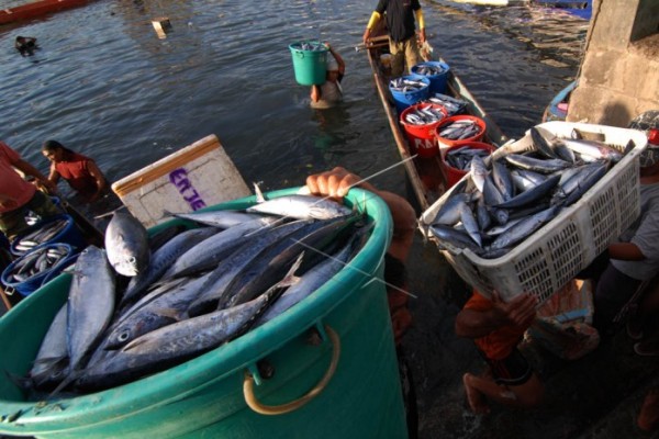  Puluhan Kapal Bersandar Memicu Kenaikan Harga Cakalang