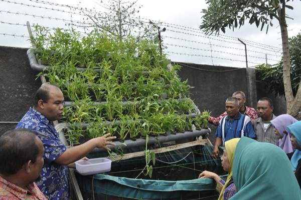  UMM Didik Pensiunan Berwirausaha Tanaman Organik