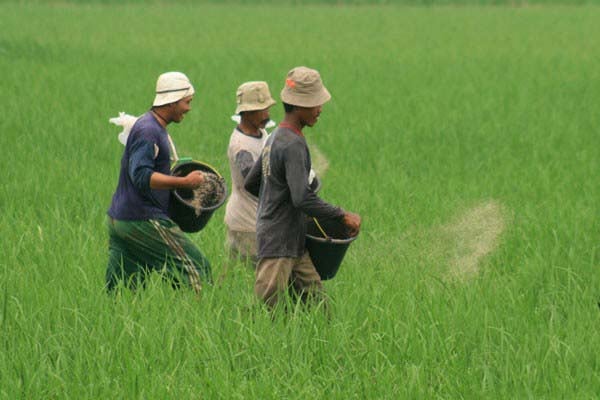  PUPUK INDONESIA: Distribusi Pupuk Dinilai Sudah Tepat