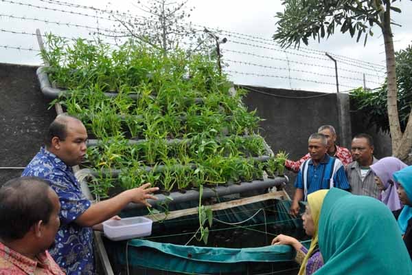  UMM Didik Pensiunan Wirausaha Tanaman Organik