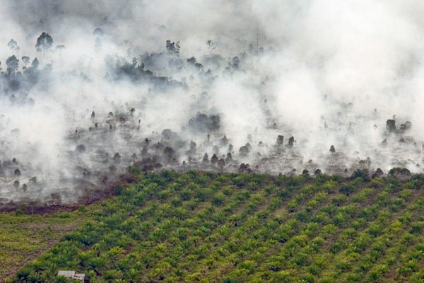 Kebakaran terjadi tidak jauh dari area perkebunan kelapa sawit di Kecamatan Tanah Putih Kabupaten Rokan Hilir, Provinsi Riau, Selasa (21/2)./Antara-FB Anggoro