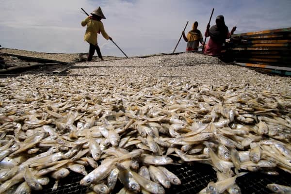  Harga Ikan Asin di Temanggung Naik, Dipengaruhi Pasokan & Garam