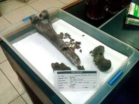  Grobogan Didorong Bangun Museum Purbakala