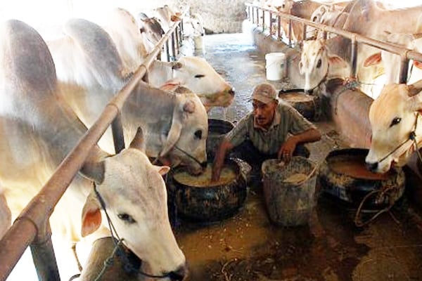  Bantul Datangkan Sapi dari Luar Daerah