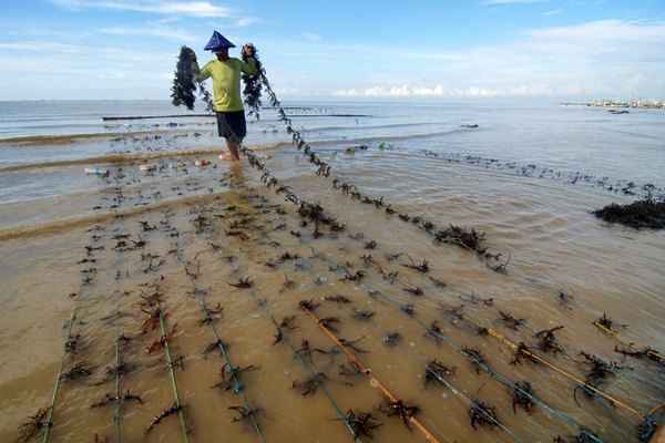  HAMBATAN PERDAGANGAN: Industri Rumput Laut Asean Protes AS