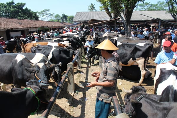  Harga Hewan Kurban di Sentra Sapi Boyolali Mulai Naik