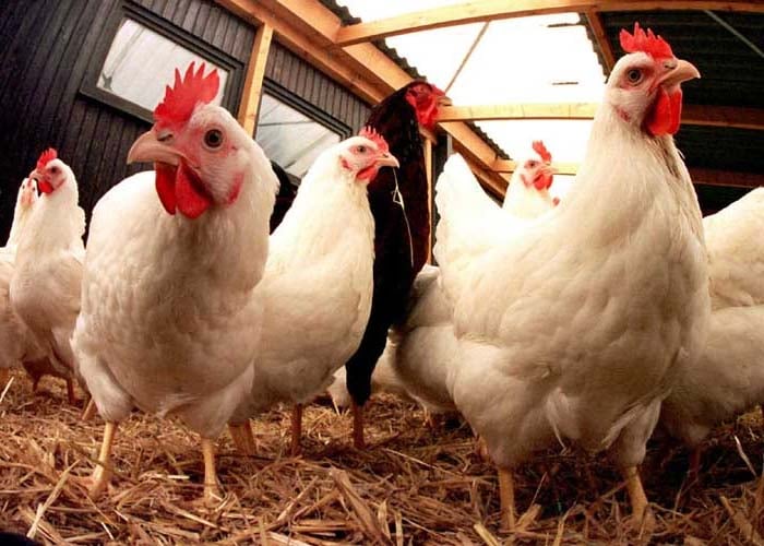  Harga Daging Ayam di Temanggung Naik