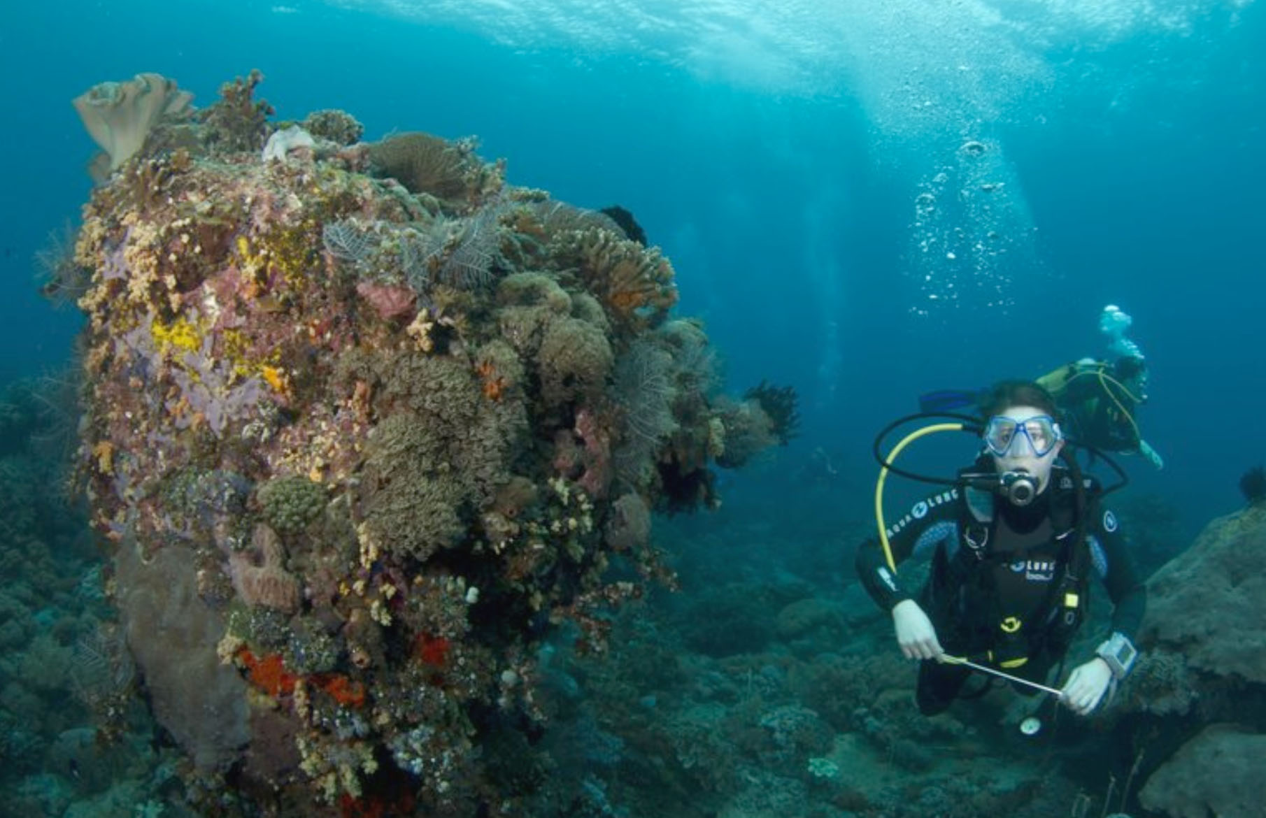  Kementerian Kelautan Tebar Benih Ikan di Lombok Timur