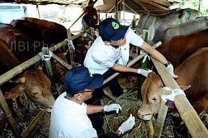  Menjelang Iduladha, Peternak Mandiri Situbondo Siapkan Sapi Sehat