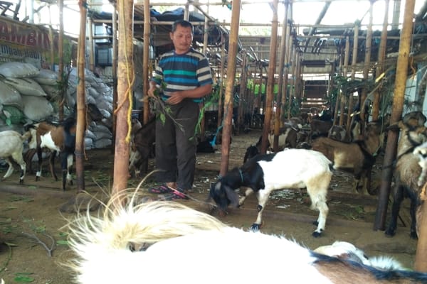  Harga Kambing Merangkak Naik Hingga 55%