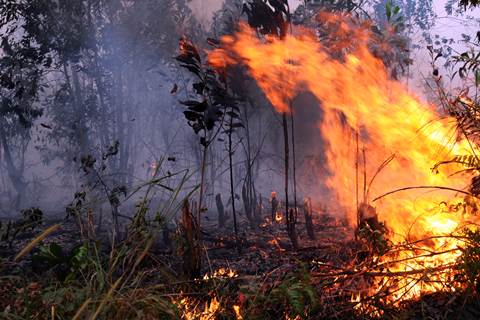  Kepala Laboratorium Pengaruh Hutan IPB : Hitung Kerugian Karhutla