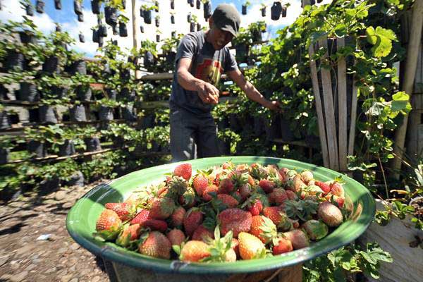  Kementan Akan Kembangan Kawasan Buah di 19 Provinsi