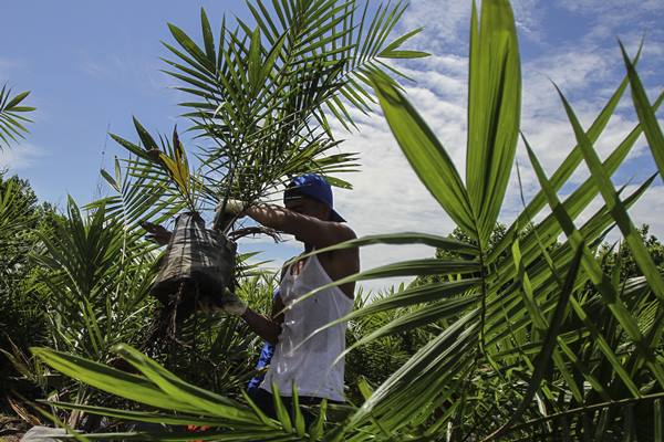  Ekonomi Masyarakat Riau Tergantung pada Sawit