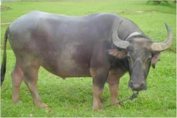  Agustus, 5.000 Ton Daging Kerbau dari India Kembali Masuk Gudang Bulog