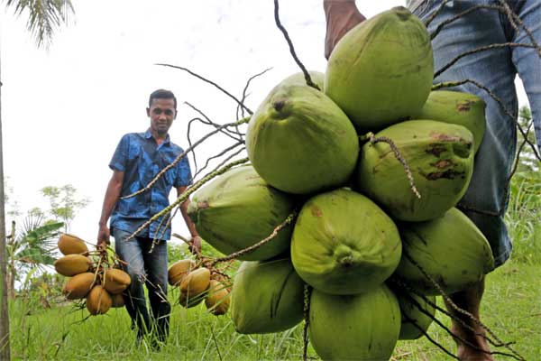  Industri Pengolahan Kelapa Kesulitan Bahan Baku