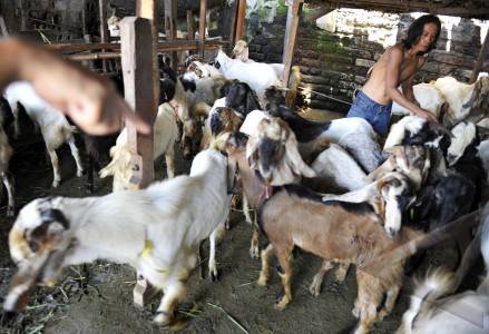  Pemkot Mataram Membentuk Tim Pemantau Hewan Kurban