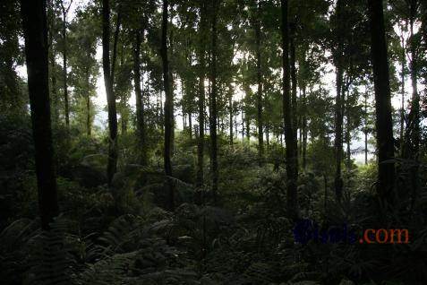  HUTAN LINDUNG : Perhutani Siap Rehabilitasi Dua Area