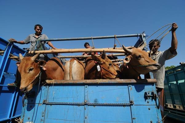  Kebutuhan Ternak Lokal untuk Kurban Naik 10%