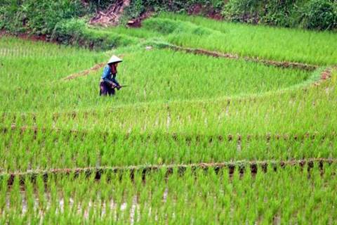  Pemkot Palembang Pertahankan Sawah Kota Dukung Upsus Padi