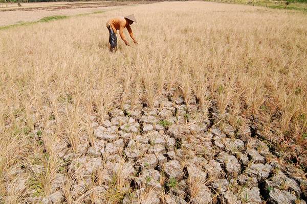  ORGANISME PENGGANGGU PADI : Prakiraan Kehilangan Capai 88.000 Ton