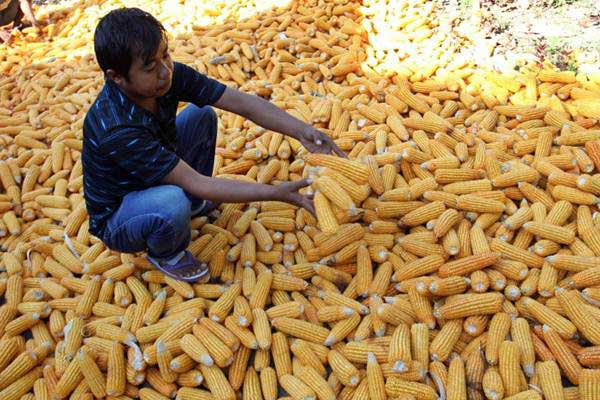  ASURANSI PANGAN : Jasindo Lengkapi Portofolio dengan Asuransi Jagung