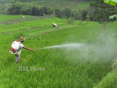  VARIETAS BARU, Padi GSR Diklaim Lebih Tahan Wereng